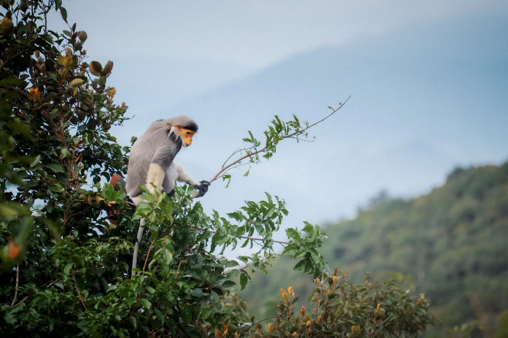 Meet Vietnam’s rarest primates – silently and sustainably